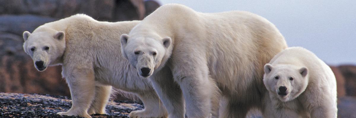 Save 25% on 2025 Heart of the Arctic Expedition!